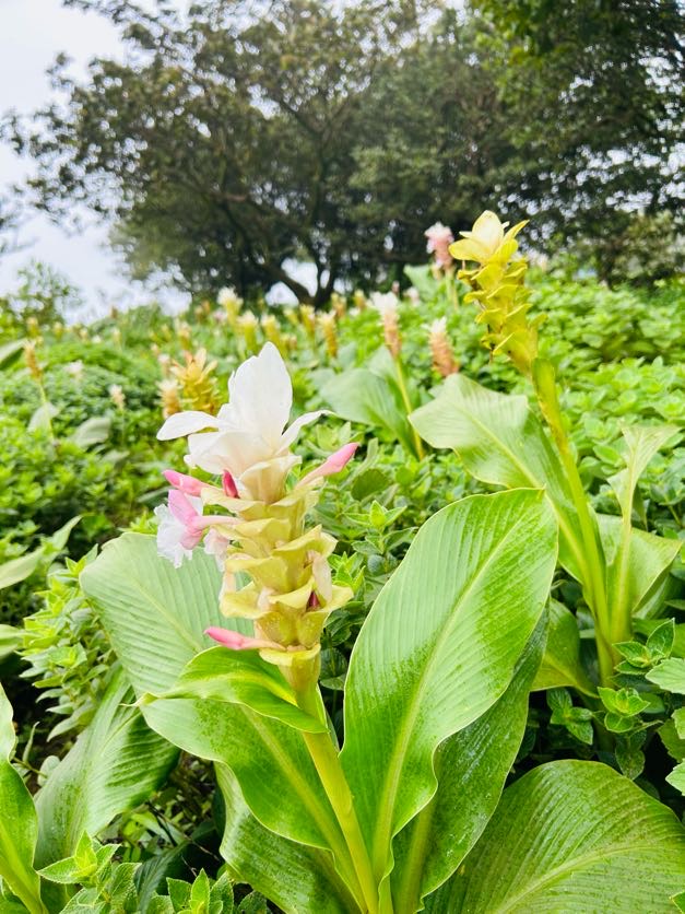 Kas Pathar One Day Tour from Pune with Sajjangad and Sangam Mahuli