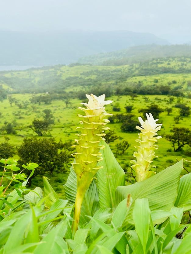 Kas Pathar One Day Tour from Pune with Sajjangad and Sangam Mahuli