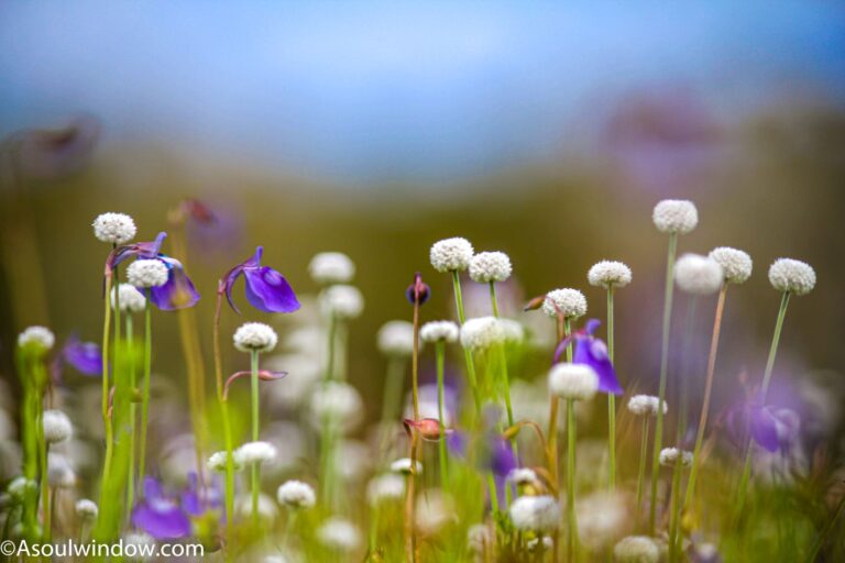 Kas Pathar One Day Tour from Pune with Sajjangad and Sangam Mahuli