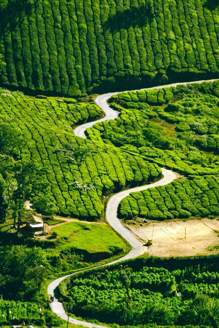 Places-to-visit-in-Asia-Munnar-Kerala-India-2