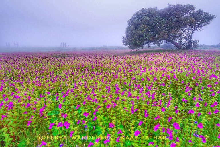 Kas Pathar One Day Tour from Pune with Sajjangad and Sangam Mahuli कास पठार