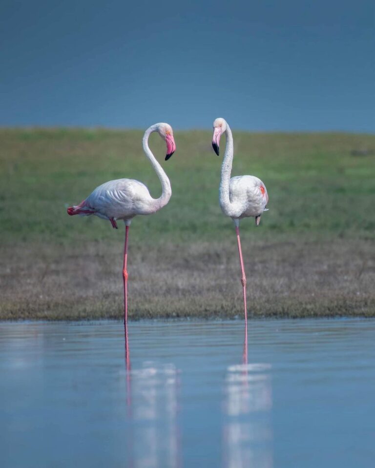 919766065379_status_a946c124a2bd4ffdbd76fc7598715ce5