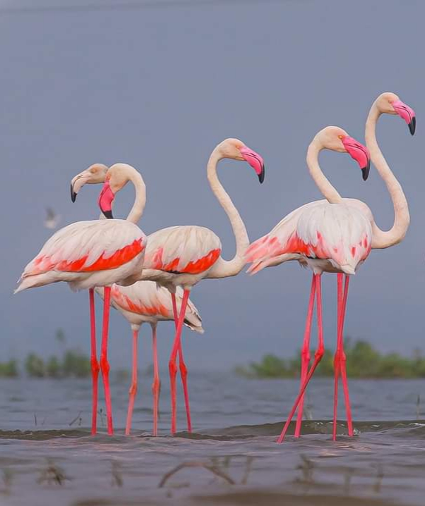 919766065379_status_ff7ca17709234d5c9a2091e3cd35292c