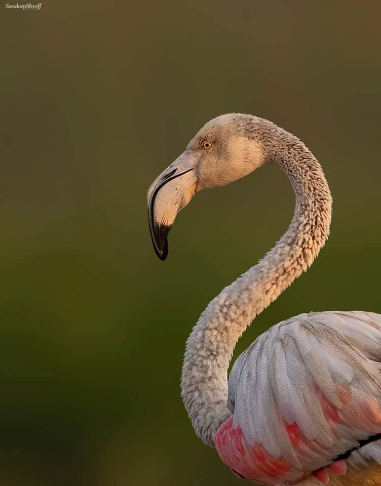 919960879356_status_445d087df56d44548f67ac1955dad643