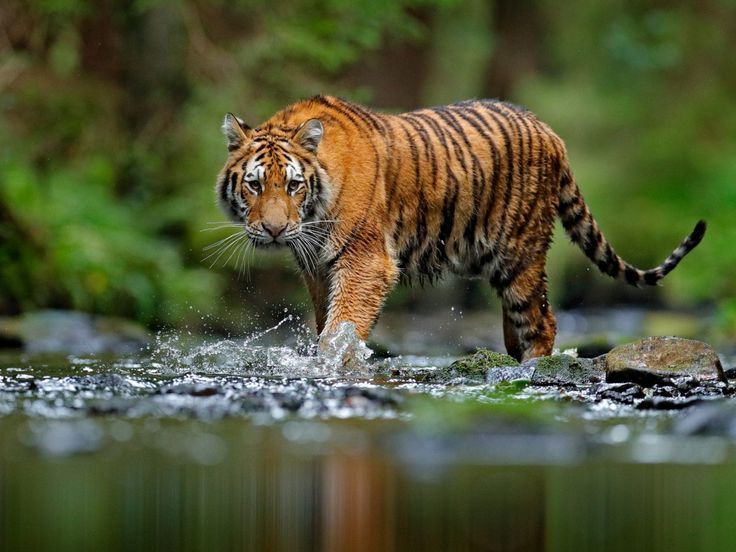 jim-corbett-online-safari-booking-inr-4500_-only-book-now