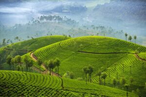 Munnar Tea Garden