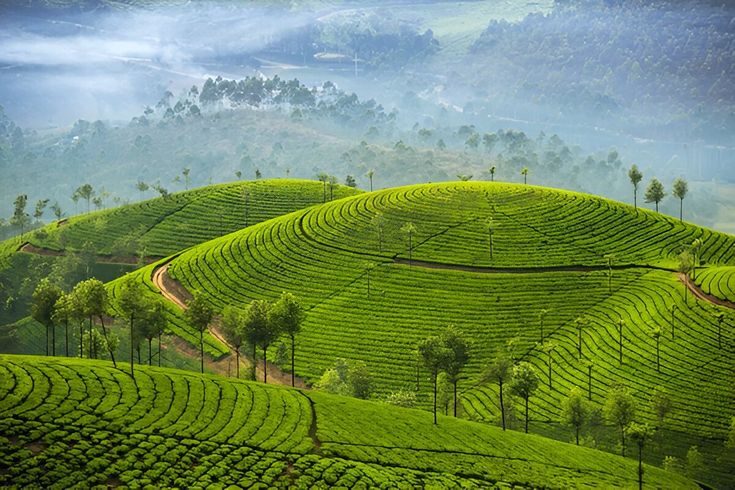 Munnar Tea Garden