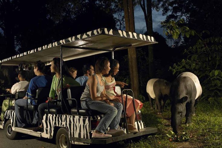 singapore-night-safari-tour-_-best-to-do-activities-in-singapore-singapore-tour